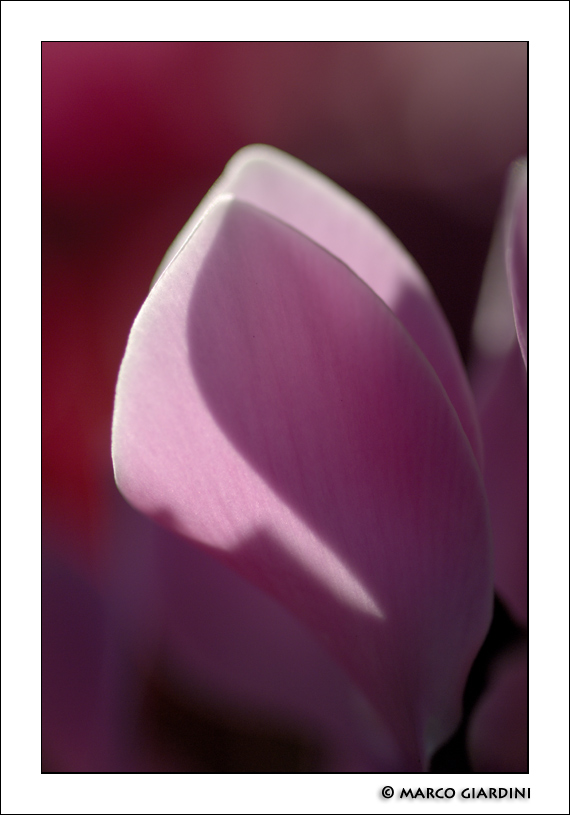 ©copyright Marco Giardini