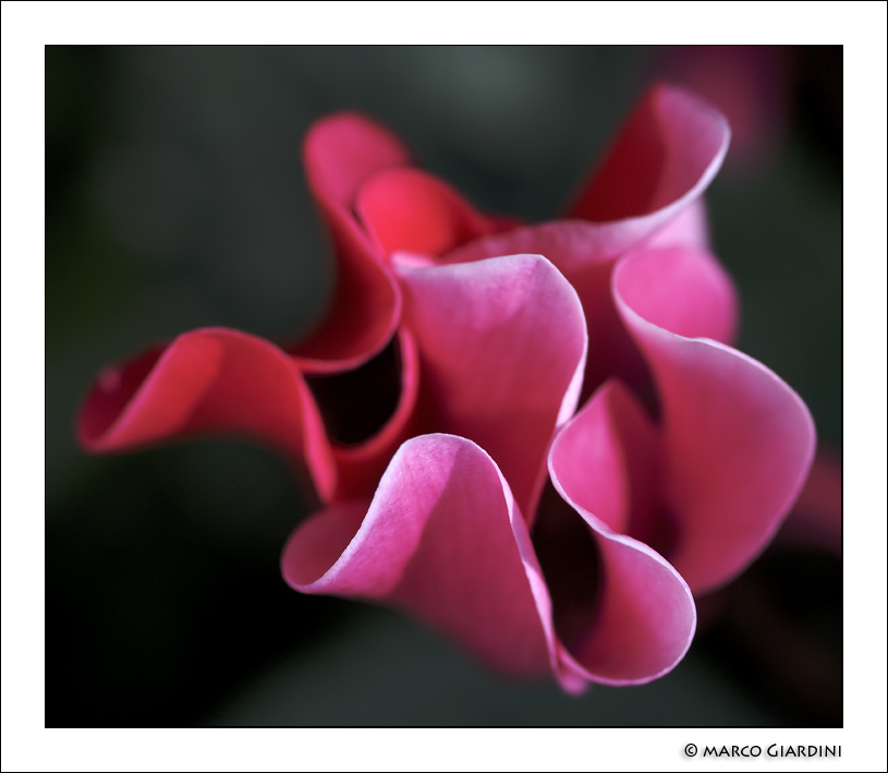 ©copyright Marco Giardini