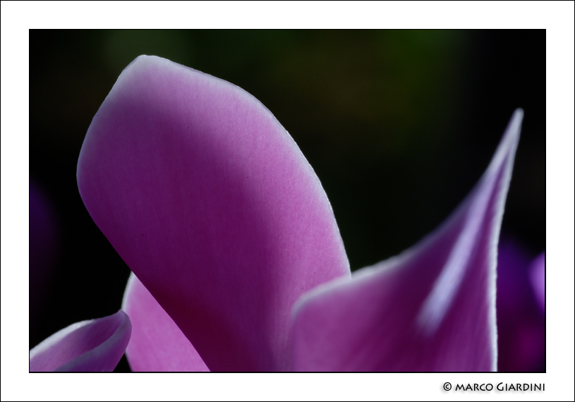 ©copyright Marco Giardini