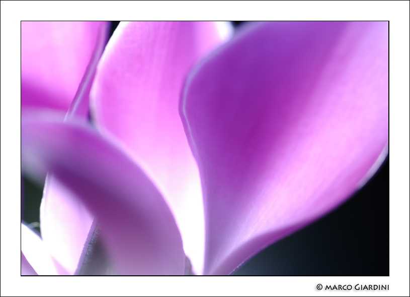 ©copyright Marco Giardini